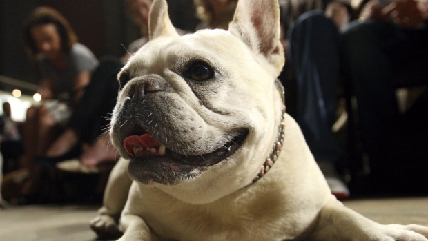 Beloved and debated, French bulldog becomes top US dog breed | CP24.com