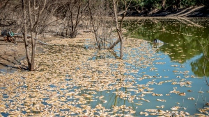 Thousands of dead fish that have washed along the Darling River at the Menindee lakes, in outback New South Wales, Australia, Sunday, March 19, 2023. The Department of Primary Industries in New South Wales state said the fish deaths coincided with a heat wave that put stress on a system that has experienced extreme conditions from wide-scale flooding. (Samara Anderson/AAP Image via AP)