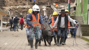 Residents and rescue workers lead a pig rescued after a deadly landslide buried dozens of homes in Alausi, Ecuador, Monday, March 27, 2023. (AP Photo/Dolores Ochoa)