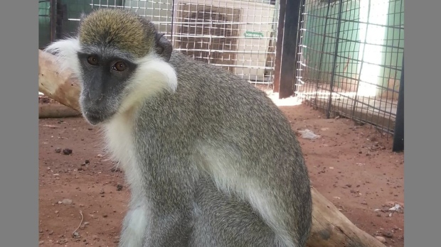 vervet monkey in Khartoum, Sudan