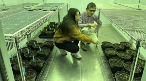 Guillermo Hernandez, right, a soil scientist, and Camila Quiroz, a research intern from Peru, look over their plants in a research room used to simulate sunlight at the University of Alberta in Edmonton in this undated handout photo. THE CANADIAN PRESS/HO, Guillermo Hernandez Ramirez, University of Alberta. 