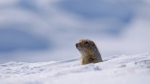 An arctic ground squirrel pokes its head out of a burrow near Toolik Field Station in northern Alaska in this undated handout photo. As the Arctic rapidly warms, scientists say it's affecting how Arctic ground squirrels hibernate and it could have serious consequences for the species. THE CANADIAN PRESS/HO, Oivind Toien, University of Alaska Fairbanks *MANDATORY CREDIT*