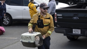 Patrick MacLennan with the Department of Natural Resources carries a cat rescued from the evacuated zone of the wildfire burning in Tantallon, N.S. outside of Halifax on Monday, May 29, 2023. THE CANADIAN PRESS/Darren Calabrese