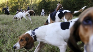 Two former Ontario conservation officers are imploring the province to reverse plans to expand a sport that allows dogs to track down captive coyotes, foxes and rabbits in massive fenced-in pens. Riders from Fairfield County Hounds and dogs assemble for a hunt in Bridgewater, Conn. in this In this Oct. 8, 2014 photo. THE CANADIAN PRESS/AP-Jessica Hill