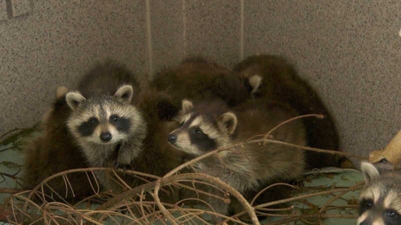 Several racoons are being cared for at the Hope for Wild Animal Rescue and Rehabilitation Centre in Seaforth, N.S. (Jesse Thomas/ CTV News) 