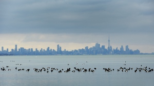 Birds swim in the waters of Lake Ontario as the Toronto skyline looms in the background in Mississauga, Ont., Thursday, Jan. 24, 2019.  THE CANADIAN PRESS/Nathan Denette
