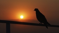 A pigeon perches on the railing of a roof garden as the sun rises in Mexico City, on a smoggy Saturday morning, May 21, 2022. Almost the entire world breathes air that exceeds the World Health Organization's air-quality limits at least occasionally. (AP Photo/Marco Ugarte, File)