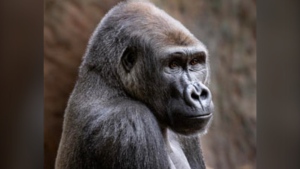 Nassir, a gorilla at the Toronto Zoo, is seen in this undated photo. (Toronto Zoo website)