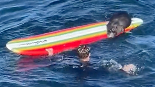 Wildlife officials search for a wayward sea otter harassing surfers ...