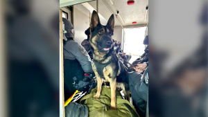 Officers say Bingo, a Toronto police dog, was shot and killed by a suspect in Etobicoke on Tuesday night. (Toronto Police Dog Services/ Facebook)