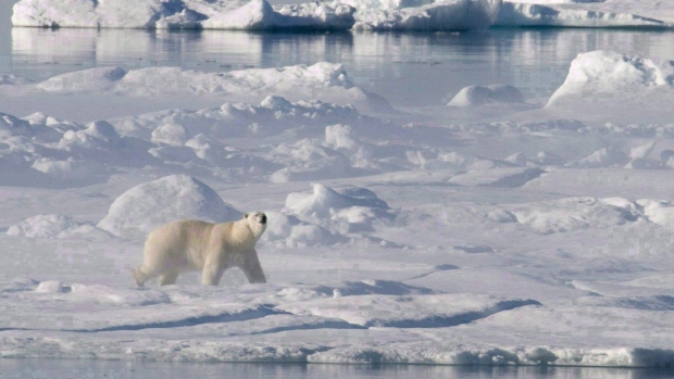 Działalność człowieka i zmiana klimatu mają kaskadowy wpływ na ekosystem Arktyki