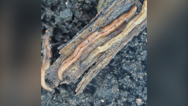 Hammerhead flatworms