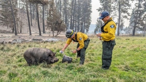 Firefighters feed Poomba the pig in this recent handout photo. Poomba survived a firestorm in West Kelowna and firefighters have been taking care of her by feeding her water, apples and sometimes granola bars. THE CANADIAN PRESS/HO - Broken Rail Ranch Trail Rides
