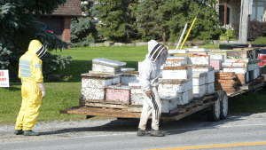Crews are shown on scene after millions of bees fell off the back of a truck in Burlington on Wednesday.