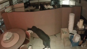 Surveillance footage shows what appears to be two male suspects breaking into a dining establishment and spreading flammable liquid across the floors and walls of the business. (York Regional Police) 
