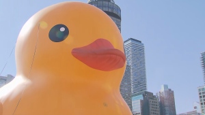 Toronto duck