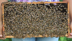 The Canadian Food Inspection Agency has conditionally licensed an oral vaccine to protect honey bees against a disease called American foulbrood, which can wipe out entire colonies if not treated. THE CANADIAN PRESS/HO-Alvaro De la Mora-University of Guelph 