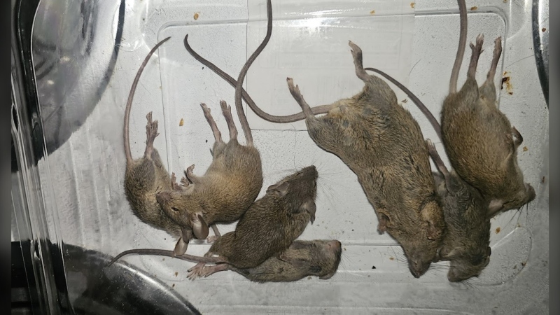 'A lot of mice in a small apartment': Tenant shares photos of daily life in Toronto public housing 