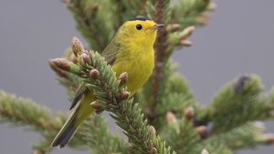 This photo provided by the U.S. Fish & Wildlife Service shows a Wilson's warbler bird in Alaska. The American Ornithological Society announced Wednesday, Nov. 1, 2023, that birds in North America will no longer be named after people. In 2024, it will begin to rename around 80 species found in the U.S. and Canada. Birds that will be renamed include those currently called Wilson’s warbler and Wilson’s snipe, both named after the 19th century naturalist Alexander Wilson. (USFWS via AP)