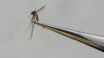 A Culex tarsalis mosquito is shown at the Salt Lake City Mosquito Abatement District on Monday, Aug. 28, 2023, in Salt Lake City. Scientists say Canadians need to have a serious talk about the emerging technique of controlling insect pests through genetic modification. THE CANADIAN PRESS/AP, Rick Bowmer