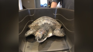 Scottie the green turtle is shown in a handout photo. An endangered green turtle found on a Nova Scotia beach has been cared for by veterinarians and shipped back to the warmer waters she’s accustomed to in Bermuda. THE CANADIAN PRESS/HO-Canadian Sea Turtle Network **MANDATORY CREDIT**