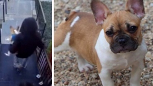 Armed man steals woman's French Bulldog