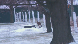 The kangaroo can be seen on Winchester Road in Oshawa, Ont. (CP24)