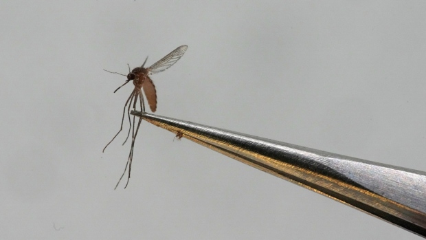 Dengue-Fever-Mali