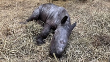 rhino calf