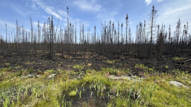forest destroyed by fire in Quebec