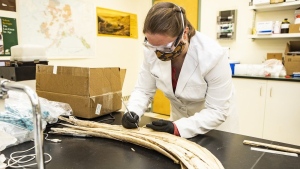 Karen Spaleta, deputy director of the Alaska Stable Isotope Facility and co-author of the study, takes a sample from a mammoth tusk found at the Swan Point archeological site in the Alaska interior in an undated handout photo. THE CANADIAN PRESS/HO-University of Alaska Fairbanks, *MANDATORY CREDIT*