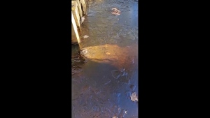 In this image taken from video provided by TMX/The Swamp Park, an alligator is seen under the ice at The Swamp Park in Ocean Isle Beach, N.C., Sunday, Jan. 21, 2024. (TMX/The Swamp Park via The AP)