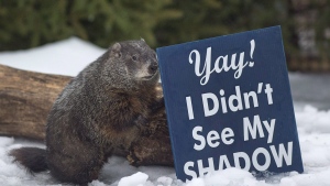 Shubenacadie Sam looks around after emerging from his burrow at the wildlife park in Shubenacadie, N.S. on Groundhog Day, Feb. 2, 2018. The beloved and occasionally controversial annual event that inspired the classic Bill Murray comedy film will see celebrity rodents make their spring predictions today. THE CANADIAN PRESS/Andrew Vaughan
