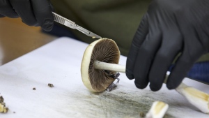 FILE - A grower cuts psilocybin mushrooms to prepare for distribution in Springfield, Ore., Monday, Aug. 14, 2023. Naturally occurring substances like psilocybin, a fungus, can’t be patented by themselves. (AP Photo/Craig Mitchelldyer, File)