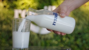 lab-grown milk protein