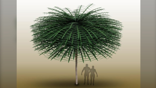 Tropikalny Nowy Brunszwik jest domem dla drzewa przypominającego drzewo Dr. Seussa około 350 milionów lat temu