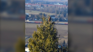 A bobcat evades an attacking cougar atop a cedar tree in Chilliwack, B.C., on Feb. 14, 2024. (Credit: Tammy Jordan) 