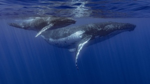 This photo provided by Samuel Lam shows a humpback whale and her calf in Papeete, French Polynesia in September 2022. Humpbacks are known to compose elaborate songs that travel across oceans and whale pods. (Samuel Lam via AP)