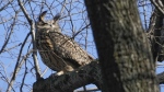 FILE - A Eurasian eagle-owl named Flaco sits in a tree in New York's Central Park, Feb. 6, 2023. Flaco, the Eurasian eagle-owl who escaped from New York City’s Central Park Zoo and became one of the city’s most beloved celebrities as he flew around Manhattan, has died, zoo officials announced Friday, Feb. 23, 2024. (AP Photo/Seth Wenig, File)