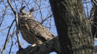 FILE - A Eurasian eagle-owl named Flaco sits in a tree in New York's Central Park, Feb. 6, 2023. Flaco, the Eurasian eagle-owl who escaped from New York City’s Central Park Zoo and became one of the city’s most beloved celebrities as he flew around Manhattan, has died, zoo officials announced Friday, Feb. 23, 2024. (AP Photo/Seth Wenig, File)