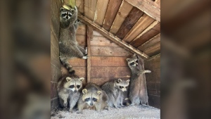 Raccoons are shown at Mally's Third Chance Raccoon Rescue and Rehabilitation facility in a handout photo. Ontario has euthanized 84 raccoons and laid dozens of charges in its investigation of the wildlife rehabilitation centre. (HO-Mally's Third Chance Raccoon Rescue and Rehabilitation) 
