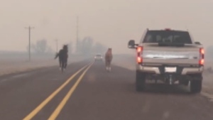 Video shows horses, motorists fleeing wildfire 