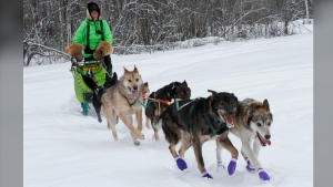 Ryan Redington, the defending Iditarod Trail Sled Dog champion, takes some of his dogs on a training run Monday, Feb. 26, 2024, in Knik, Alaska. Redington is one of three former champions in this year's race, which starts Saturday, March 2, in Anchorage, Alaska. (AP Photo/Mark Thiessen)