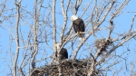 A pair of bald eagles is seen in Toronto at the site of newly-discovered nest in the city. (John Nishikawa/TRCA)