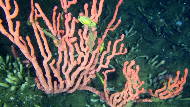 Lophelia Reef