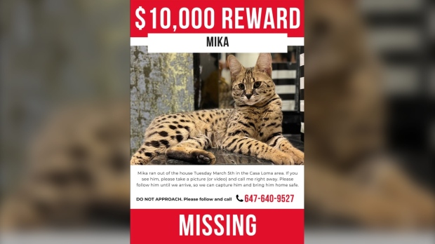 missing cat reward poster