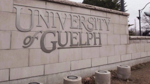 The director of Guelph General Hospital's emergency department says programs like the University of Guelph's campus alcohol recovery room can help with the allocation of medical resources and ease pressure on hospitals. A University of Guelph sign in Guelph, Ont. is shown on Friday, March 24, 2017. THE CANADIAN PRESS/Hannah Yoon