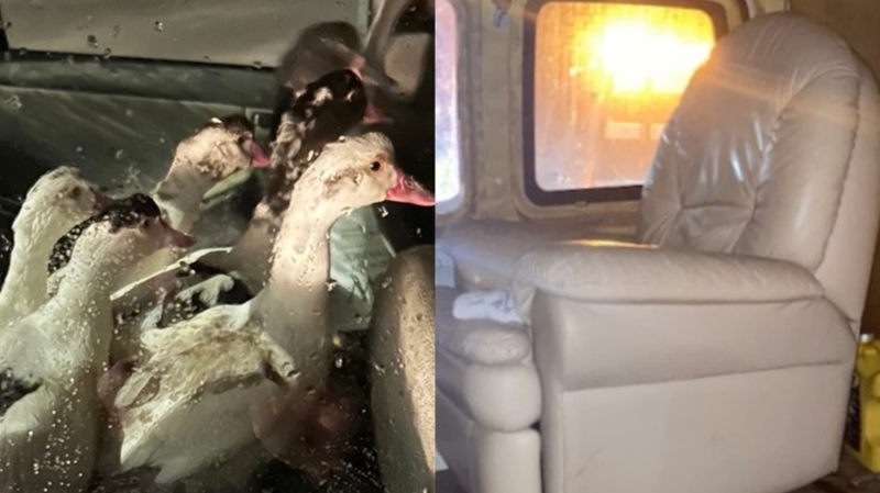 From a flock of ducks in the backseat to a makeshift roof rack, here are ten of the most bizarre incidents on Ontario roads in recent years.