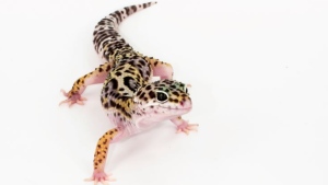 A gecko is seen in this undated photo taken from the Public Health Agency of Canada's website.