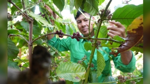 coffee farm in Dak Lak province, Vietnam